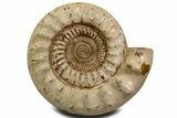 Massive Jurassic Ammonite (Kranosphinctes) Fossil - Madagascar #337212-1